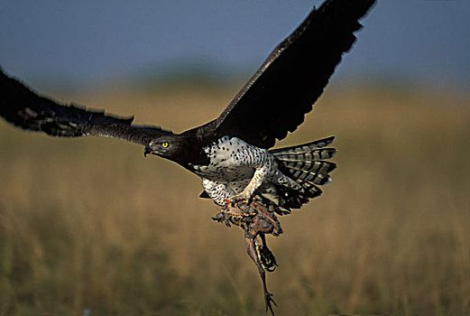 非洲,肯尼亚,马塞马拉野生动物保护区,苍蝇,哀鸠,杀死,热带草原