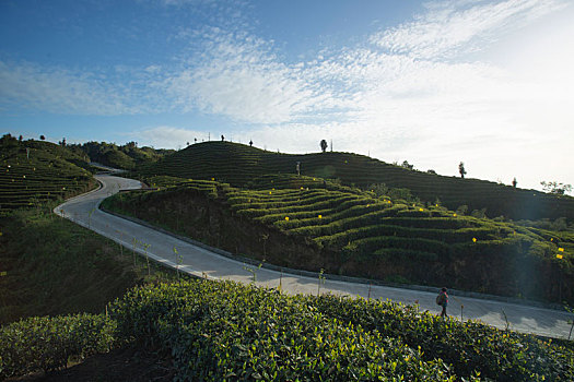 四川宜宾屏山蜿蜒茶山自然风光