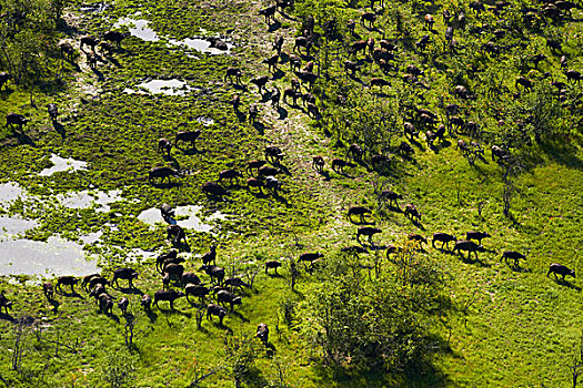 南非水牛,奥卡万戈三角洲,博茨瓦纳,非洲