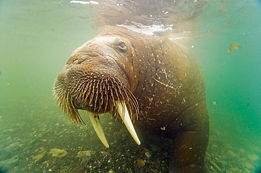 挪威,斯匹次卑尔根岛,海象,水下,特写,好奇,幼兽,雄性动物
