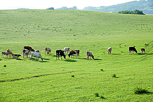 草原,高原,内蒙古高原