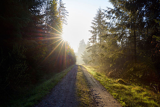林中小径,太阳,早晨,早春,奥登瓦尔德,黑森州,德国