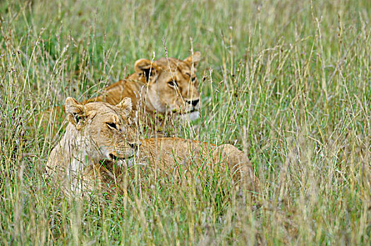 坦桑尼亚,塞伦盖蒂国家公园,草丛