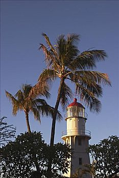 夏威夷,瓦胡岛,钻石海岬,灯塔,框架,棕榈树,早晨,亮光