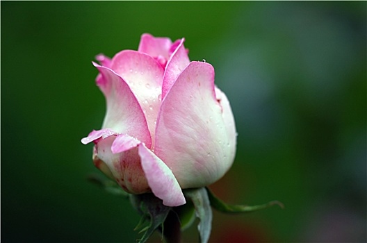 粉色,玫瑰,芽
