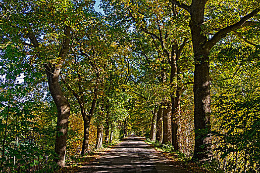 橡树,小路,夏栎,树,秋天,靠近,下萨克森,德国,欧洲