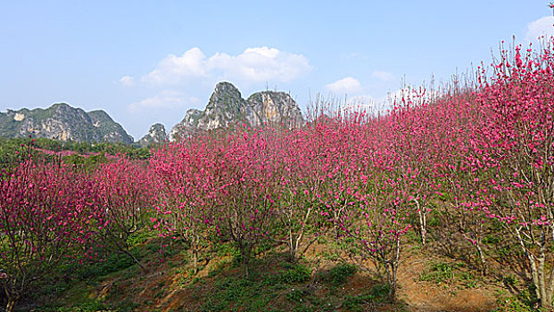 花花大世界