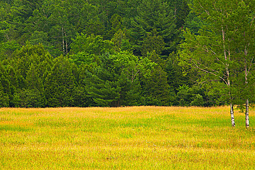 乡野,草地,树,边缘,魁北克,加拿大