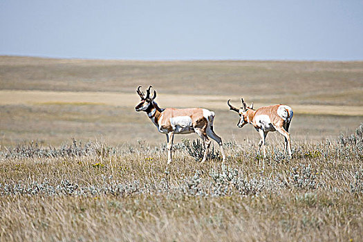 叉角羚,北美叉角羚,放牧,草原,自然保护区,牛奶河,艾伯塔省