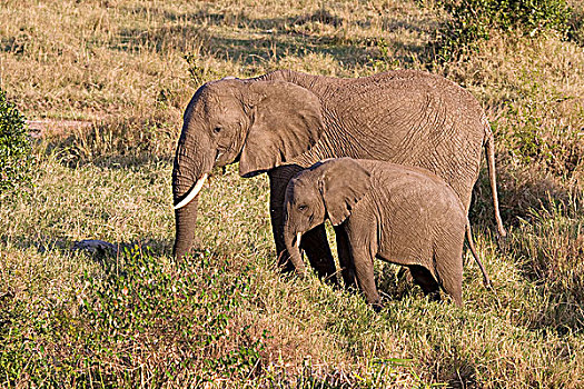 非洲象,幼兽,走,水坑,马赛马拉国家保护区,肯尼亚