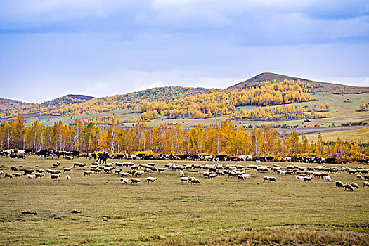 秋天牧场上的羊群