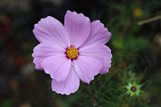 莫奈花园的花朵