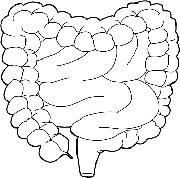 轮廓,消化