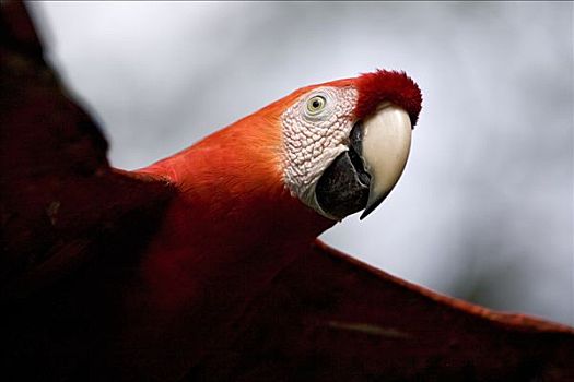 绯红金刚鹦鹉,肖像,飞,亚马逊河,生态系统,秘鲁