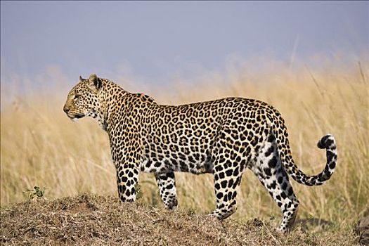 豹,雌性,站立,高草,马赛马拉,肯尼亚