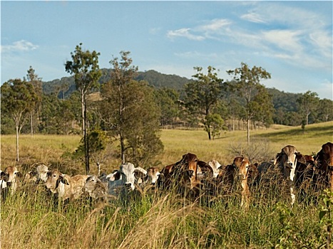 澳大利亚,乡村风光,牛,乡野