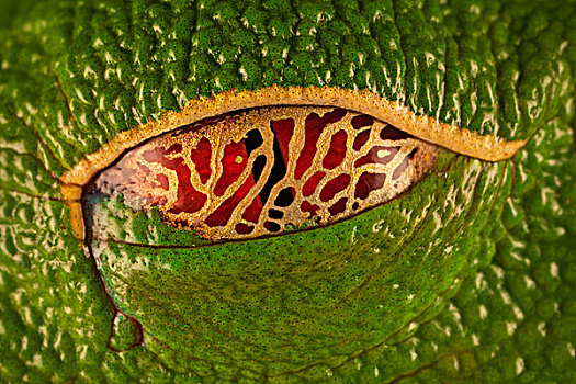 红眼树蛙,闭眼,眼睑,环境,休息,哥斯达黎加