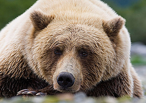 大灰熊,棕熊,成年,头像,休息,卡特麦国家公园,阿拉斯加,美国
