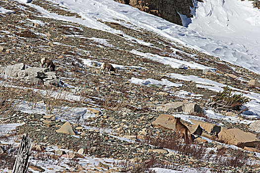 美洲狮,野生,女性,尾随,大角羊,冰川国家公园,蒙大拿
