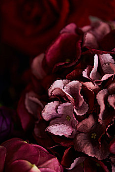 八仙花属,红花