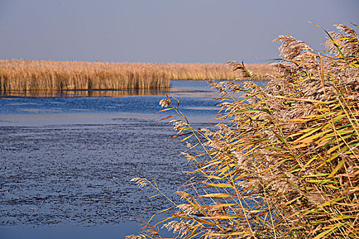 扎龙湿地
