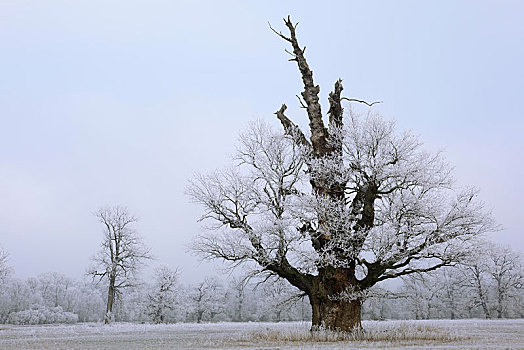 岁月,老,白霜,冬天,中间,生物保护区,萨克森安哈尔特,德国,欧洲