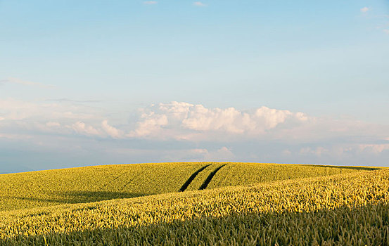 小麦田,靠近,上巴伐利亚,巴伐利亚,德国,欧洲
