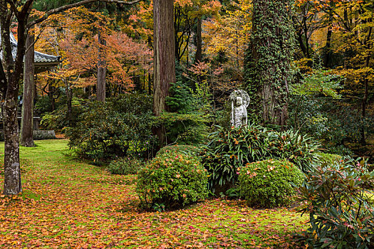 漂亮,日式庭园,枫树