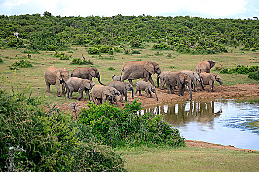 非洲象,牧群,水潭,阿多大象国家公园,东开普省,南非,非洲