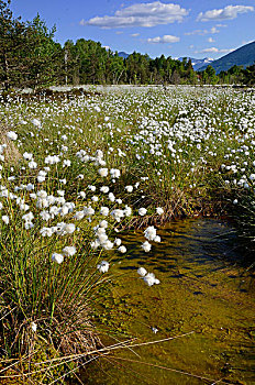 湿地,水塘,花,草丛,羊胡子草,靠近,罗森海姆,巴伐利亚,德国,欧洲