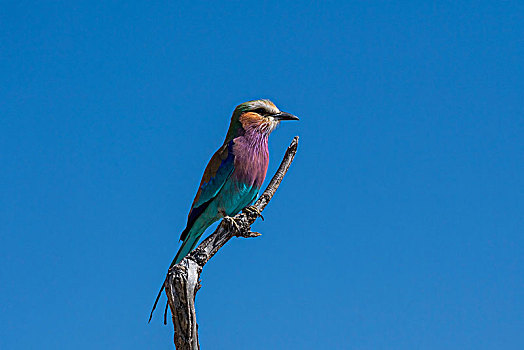 紫胸佛法僧鸟,佛法僧属,栖息,干燥,枝条,乔贝国家公园,博茨瓦纳,非洲