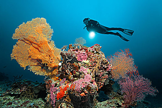 潜水,手电筒,看,珊瑚礁,不同,珊瑚,水下,景色,大堡礁,世界遗产,昆士兰,澳大利亚,太平洋