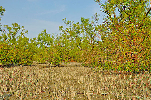 孙德尔本斯地区,世界遗产,保护区,红树林,树林,世界,区域,遮盖,水中,库尔纳市,孟加拉,十二月,2007年