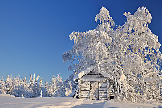 木屋,冬天,库萨莫,北方,芬兰