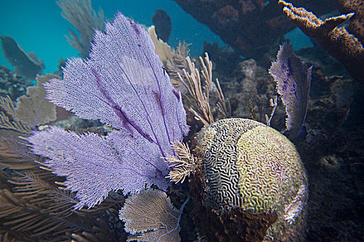 水下视角,珊瑚,墙壁,海湾群岛,洪都拉斯