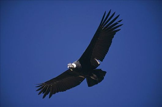 安第斯秃鹰,安地斯神鹰,飞,鸟,三个,仪表,翼展,称重,翱翔,上方,热,柯卡谷