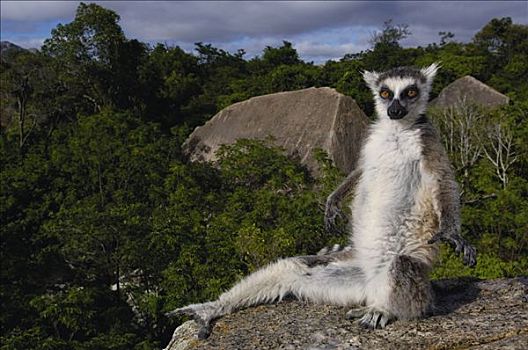 节尾狐猴,狐猴,肖像,远眺,脆弱,南,中心,马达加斯加