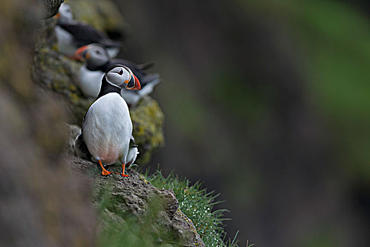 角嘴海雀,北极,法罗群岛,丹麦,欧洲