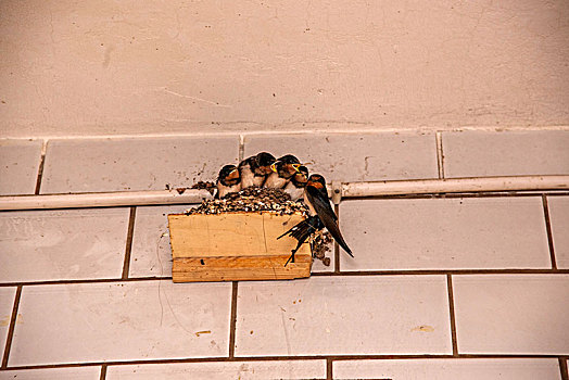 山西省晋中市平遥县古城民居天花板上的燕巢中的幼燕