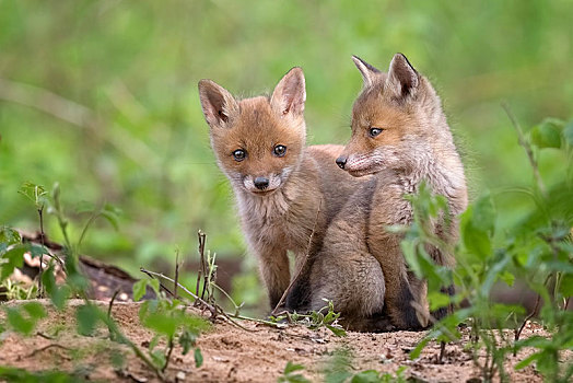 红狐,狐属,小动物,洞穴,好奇,生物保护区,萨克森安哈尔特,德国,欧洲