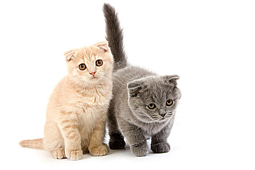 苏格兰折耳猫,蓝色,家猫,2个月,小猫,白色背景