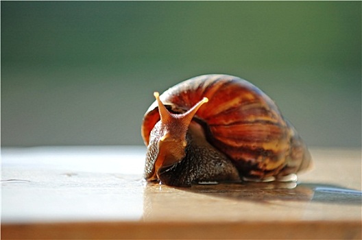 棕色,蜗牛