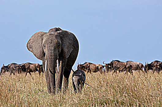 大象,小,幼兽,牧群,角马,背景