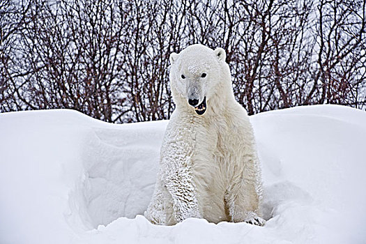 加拿大,曼尼托巴,丘吉尔市,北极熊,出现,雪,蔽护,画廊