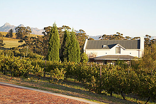 风景,葡萄园,房子,背景,葡萄酒,南非