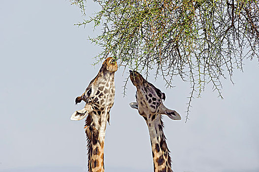 马萨伊,长颈鹿,进食,刺槐,马赛马拉国家保护区,肯尼亚,非洲