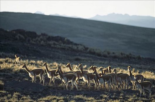小羊驼,野生,安第斯,幼仔,牧群,南美大草原,自然保护区,秘鲁