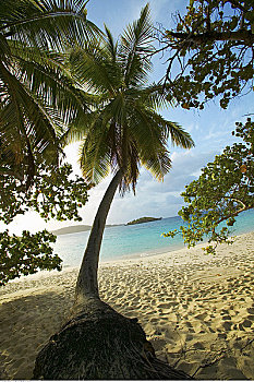 棕榈树,海滩,维京群岛,加勒比海