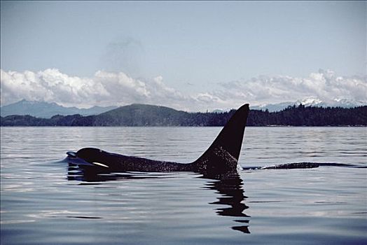 逆戟鲸,喷涌,表面,约翰斯顿海峡,不列颠哥伦比亚省,加拿大