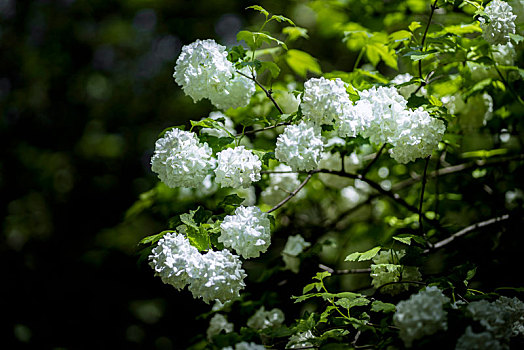 绣球花特写